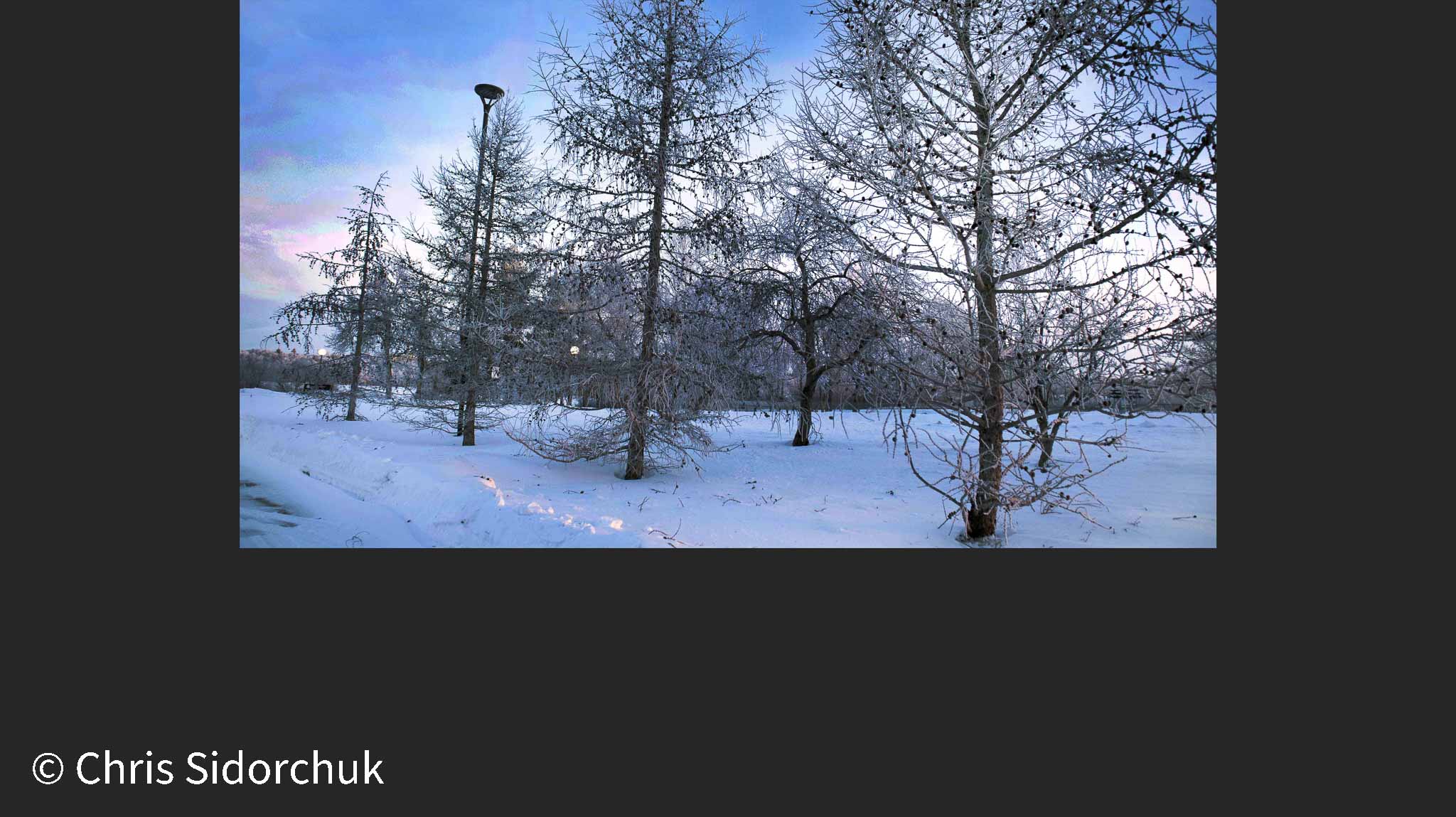 Winter Spruce Hoar Frost